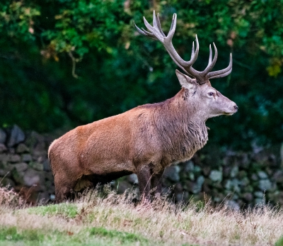 Red Deer